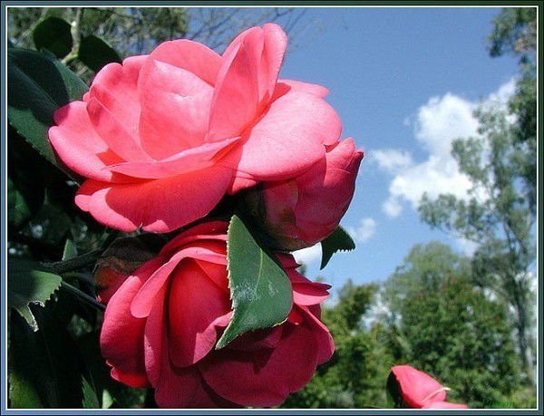 Елена Трубач