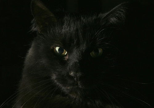 Дима Волженин