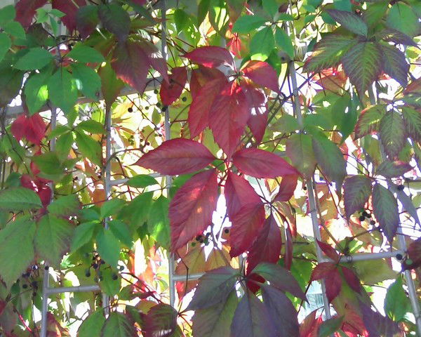 Дэп 279 Порхов Р-56