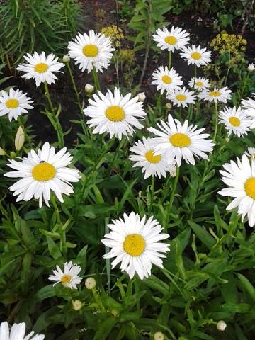 Ольга Жернакова