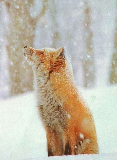 Анастасия Хайбулина