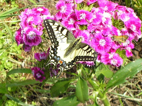 Дарья Сироткина