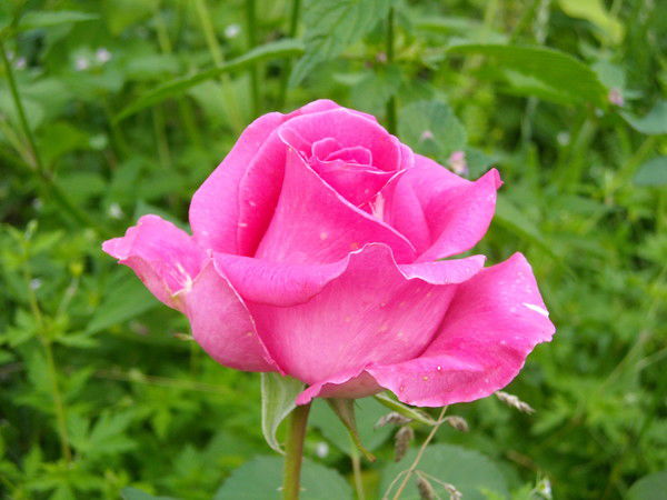 Ирина Парамыгина