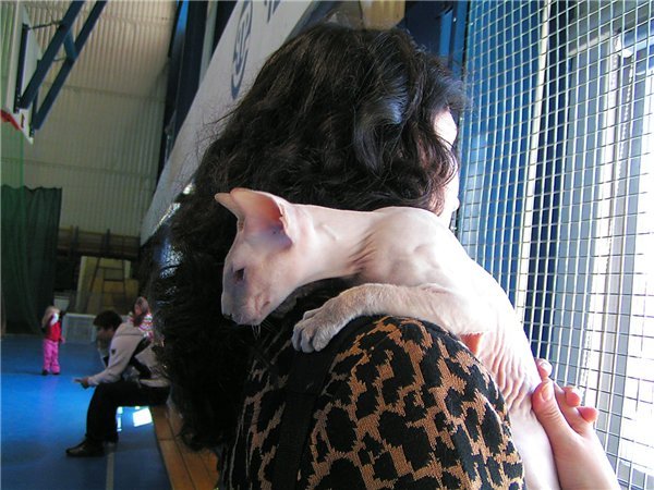 Петерболды Ориенталы