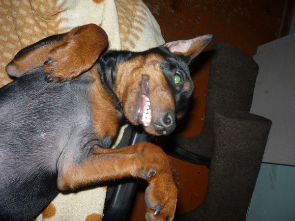 Светлана Троянова