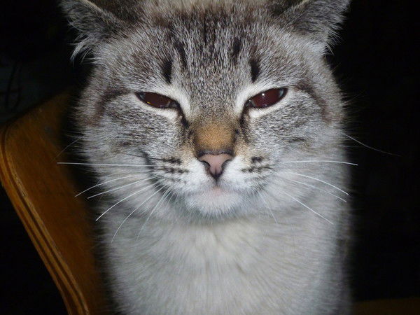 Наталья Бетке-Витвицкая