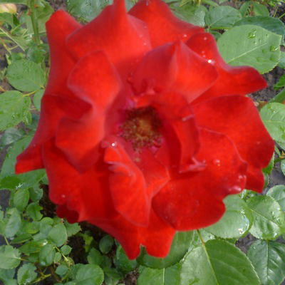 Катерина Луговая