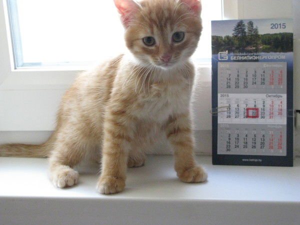 Елена Громыко