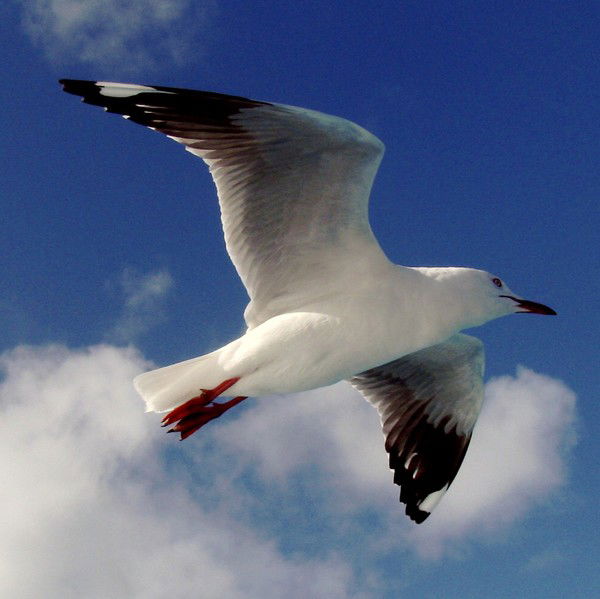 Ирина Бирмингем