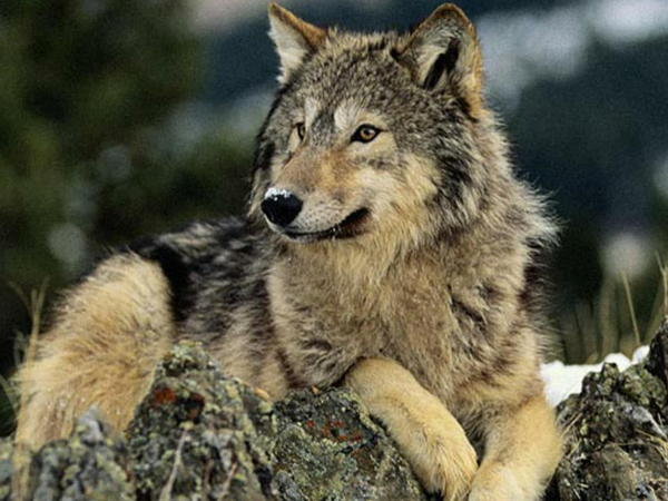 Николай Черевко