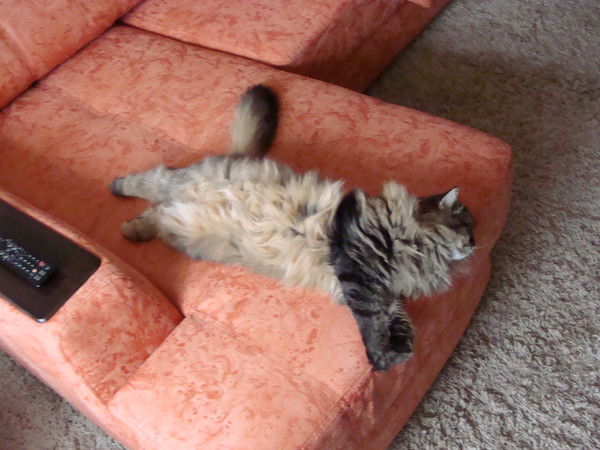 Надежда Доркина