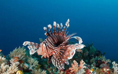 Малика Медетова