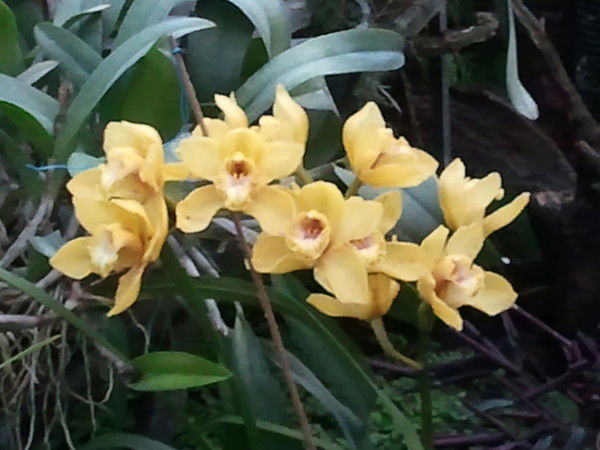 Виктория Викуся