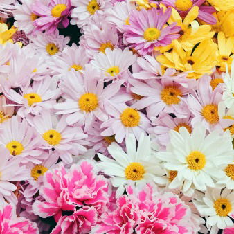 Елена Кузнецова