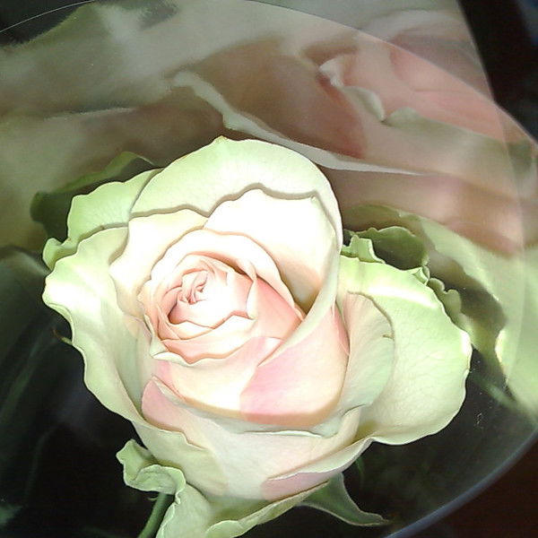 Виктория Ощепкова