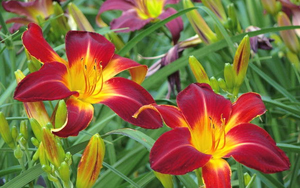 Гульмира Мухтарова