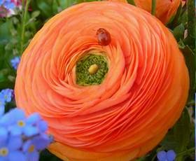 Светлана Радионова