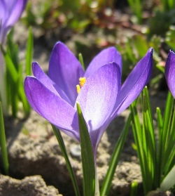 Людмила Карамышева