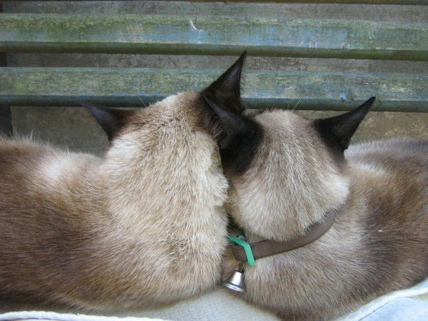 Ольга Урюмцева