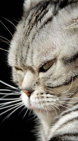 Николай Барыкин