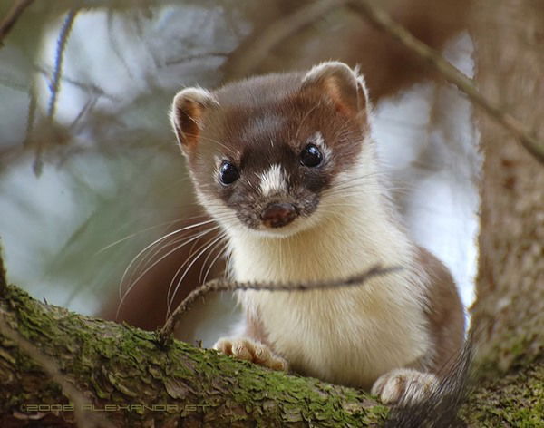 Елена Гасникова