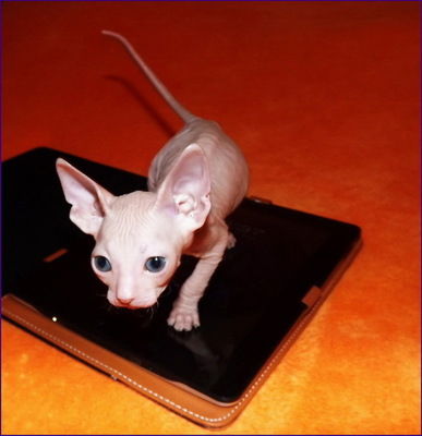 Татьяна Лукашева