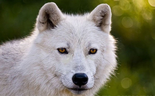 Александр Поляков