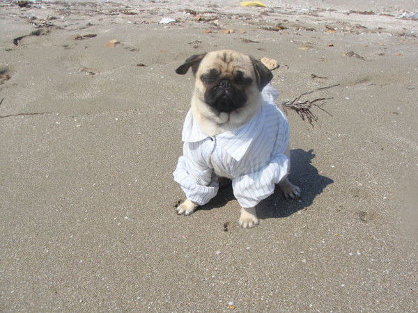 Юлия Нетеса