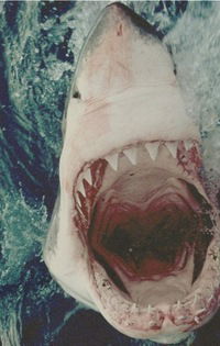 Катюша Бурая