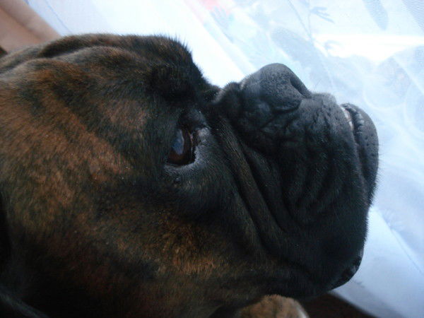 Евгений Бжилянский