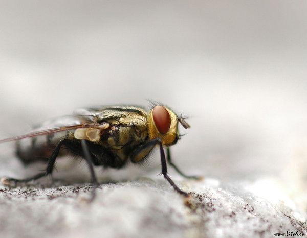 Роман Шаболдин