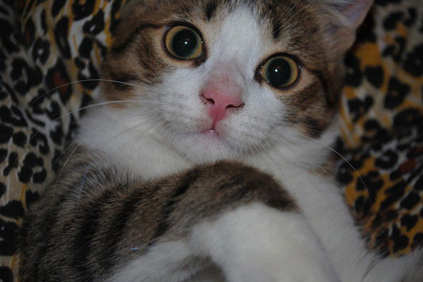 Саша Разжигалов