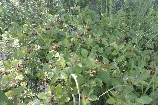 Разия Муллахметова