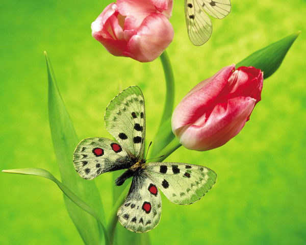 Жамила Алиева