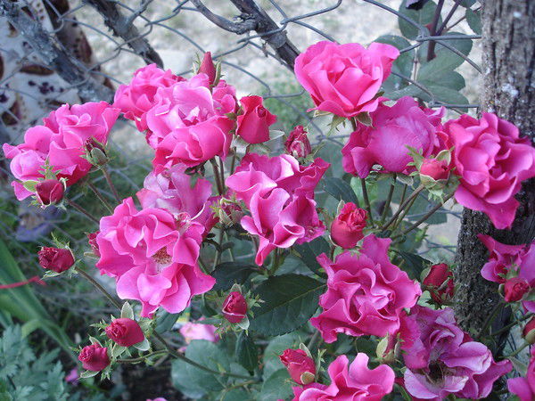 Самара Чотонова