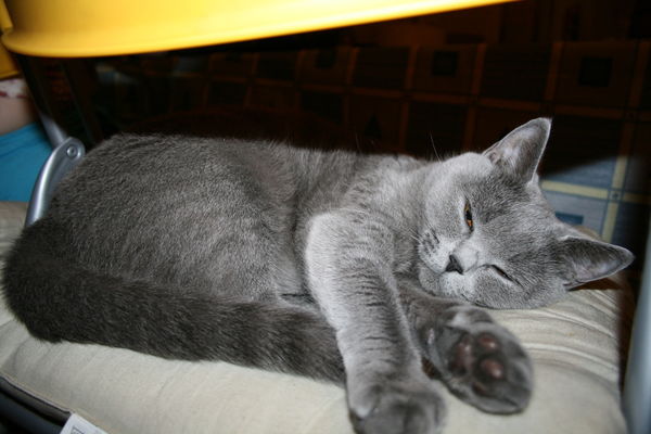 Екатерина Голова