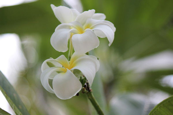 Елена Балакина