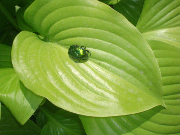 Людмила Кропачева