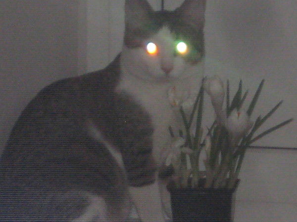 Женёк Зинченко