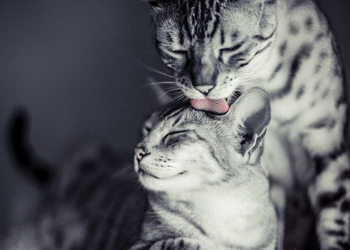 Няшка (Иванова)