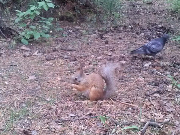 Вера Сюлюкина