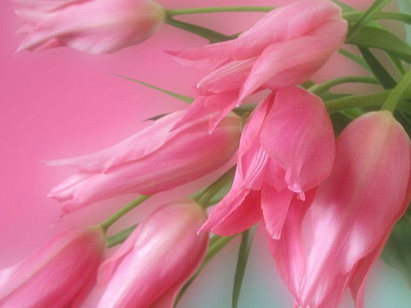 Александра Чернышова