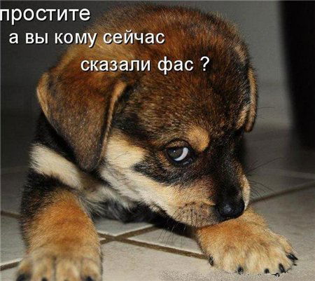 Сергей Васенёв