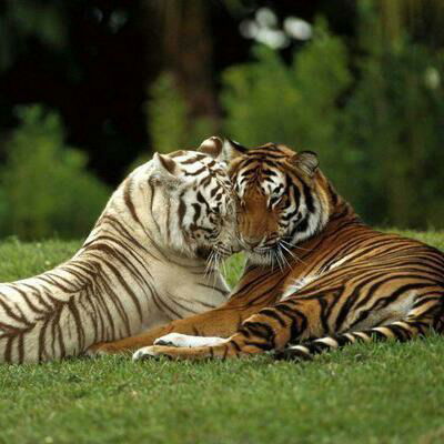 Айнур Ипбергенова