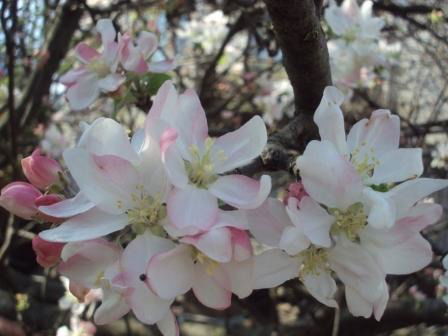 Марина Шубина