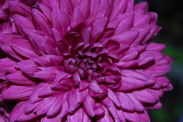 Ольга Нежура