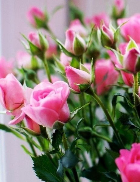 Гульфия Дамебаева