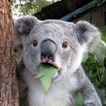 Артем Липадат