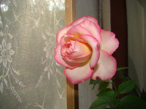 Юлия Серкина