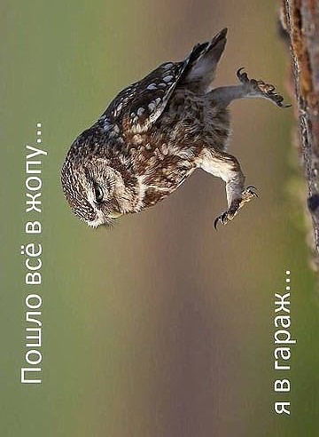 Николай Капустенко